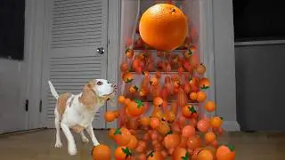 Dog Surprised with GIANT Orange!