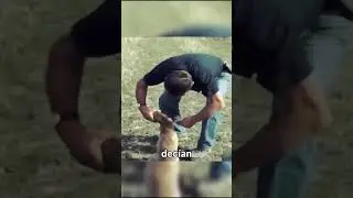 Happy ending! The rescue of the fox trapped in a can