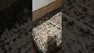 Belajar budidaya jangkrik