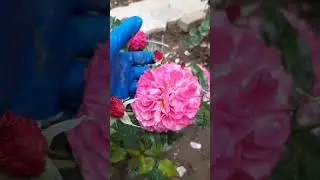 Розы Брауни, Кофе латте,  Сурир де Довиль, Мокароза..