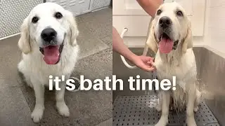 English Cream Golden Retriever Brothers Get Baths Together