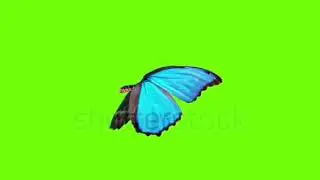 Green Screen Kupu-kupu