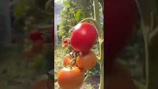 25 июня 2024 г.