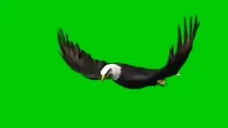 Eagle flying bird background effect video || green screen Eagle || Ariea Green screen videos