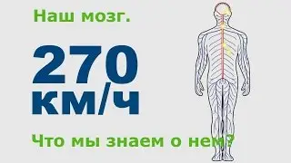 Наш мозг. Что мы знаем о нем?