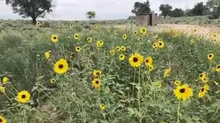 Video of Prewitt Reservoir State Wildlife Area, CO from Laura H.