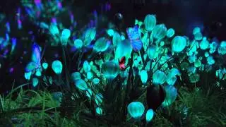 Butterfly After Effect