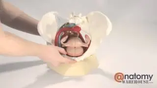 Life-Size Female Pelvis Anatomy Model by AnatomyWarehouse.com