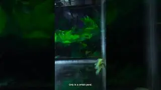 How CHILLS would introduce is new AXLOTOL pet