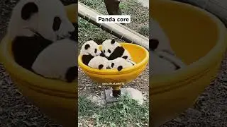 Panda core 