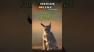Iberian Lynx #shorts #lynx