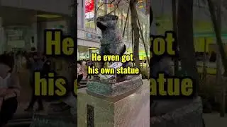 The most loyal dog in Japan 