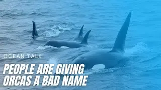 The Bad Reputation of Orcas: A Cause for Concern