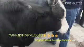 МУЖУН Ж ПАЙШАНБЕ МОЛ БОЗОР НАРХЛАРИ👍😃😃😃😃😃😃