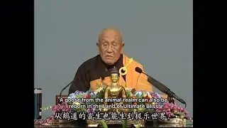 Master Meng Can - Animals who hear Amitabha Buddha’s will also gain benefits | 梦参长老 - 动物听到佛号也能得利益