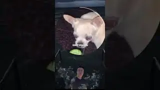 чихуахуа напала 