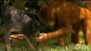 The orangutan and the hound dog 