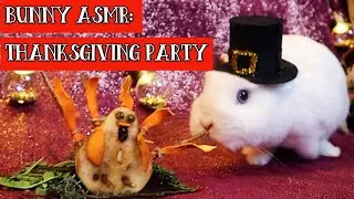 Rabbit ASMR: Bunny Thanksgiving Party!