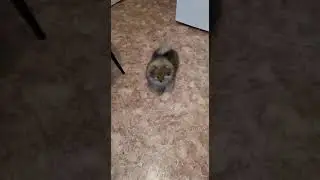 малыш Оскар.4 месяца.шпиц.настоящий умняшка