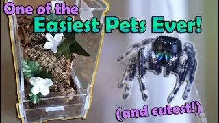 How to Care for Jumping Spiders!