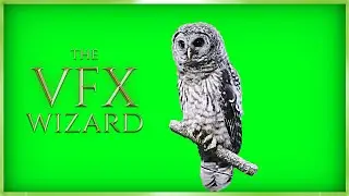 Owl standing on Branch ◈ Green Screen FREE VFX ◈ Real Owl Footage Chroma Key