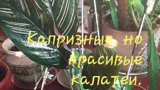 Капризные, но красивые калатеи.