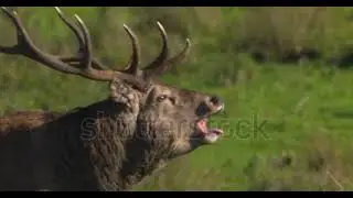 Elk Deer mating call Sound|| Original Voice for Attracting Female Elk cows|| WildLife