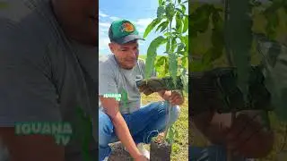 Seguimos Reforestando El Planeta