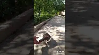 чуча чемпион 2020 г.