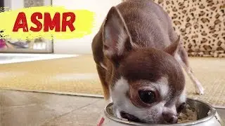 ASMR Chihuahua reviewing porridge with meat