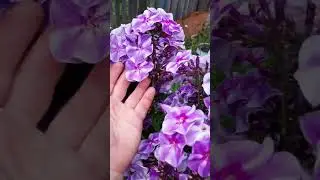 Начинают расцветать флоксы.