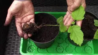 Faire pousser un noisetier / Growing a hazelnut tree