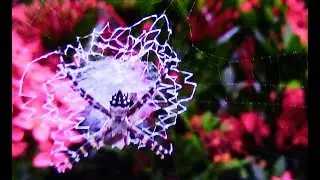 Caribbean Spiders Island Adventure - Episode 3