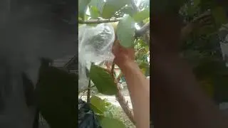 Little lizard eating guava#137