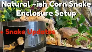 Naturalistic Corn Snake Enclosure Setup | Ideas & Snake Updates