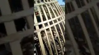 Бедана макиён зори  Bedana makiyon 