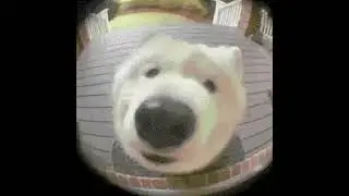 dog at door