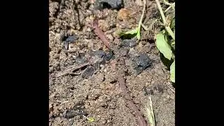 How do earthworm move 🪱#nature #subscribe #warm
