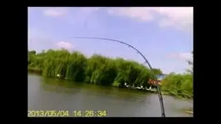 Speedmaster feeder 8kg ponty fárasztása, Diána tó, Etyek