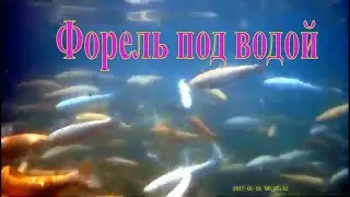 Форель под водой в Чон- Орюктю Иссык- куль Кыргызстан.