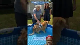 #pets