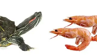 Черепаха кушает креветок 🐢🍽️🦐🍤