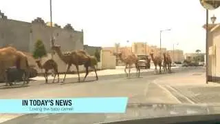Loving the baby camel!