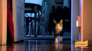 Смешная реклама с кошаком