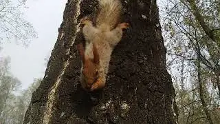 Кучка белок