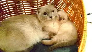 Сразу у ДВУХ кошек родились маленькие КОТЯТА! Шотландские вислоухие кошки /  Дети играют с котятами