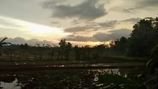 THE BACKGROUND OF NATURAL BEAUTIFUL RICE AND MOSQUE