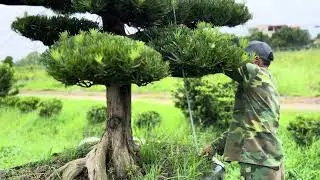 Cây này Sơms hay muộn cũng được về phố