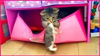 New house for kittens! The cat carries the kittens in the box for toys)