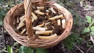 Шикарный сбор грибов в мае. Сморчковая шапочка в изобилии